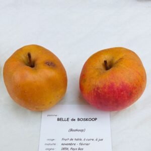 Pommier Belle de Boskoop - AB