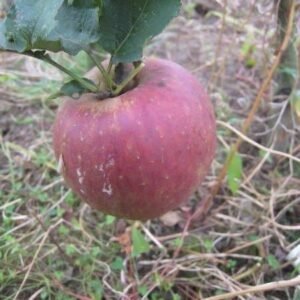 Pommier Boskoop Rouge