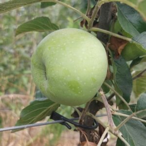 Pommier Cabarette – Président Van Dievoet