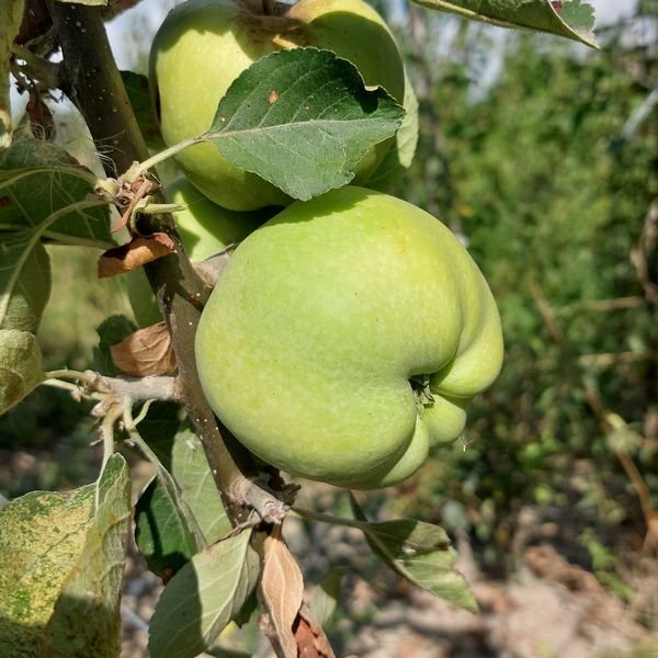 Pommier Calville Blanc d'Hiver