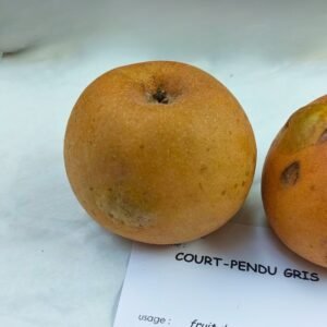 Pommier Court Pendu gris - AB