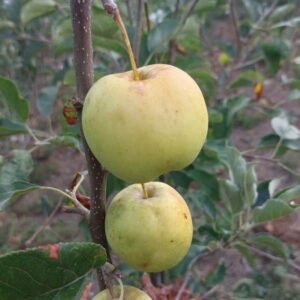 Pommier Golden Delicious