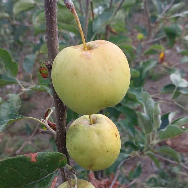 Pommier Golden Delicious