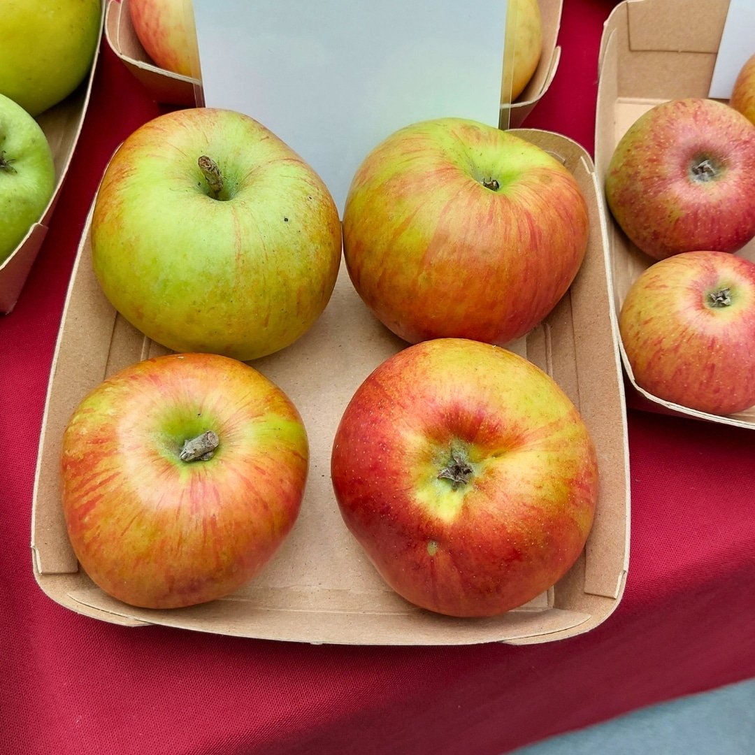 Gravenstein apple tree - AB