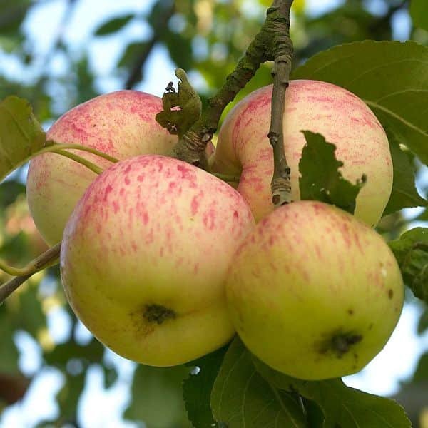 Précoce de Wirwignes apple tree - Terra'Terre