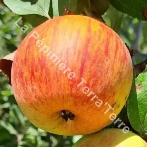 Pommier Reine des Reinettes -La Pépinière TerraTerre