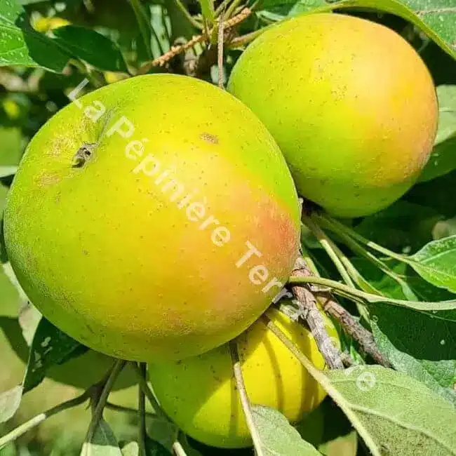Pommier-Reinette-Clochard-La-Pépinière-TerraTerre