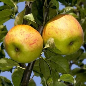 Pommier Reinette d'Angleterre la pépinière Terra'Terre