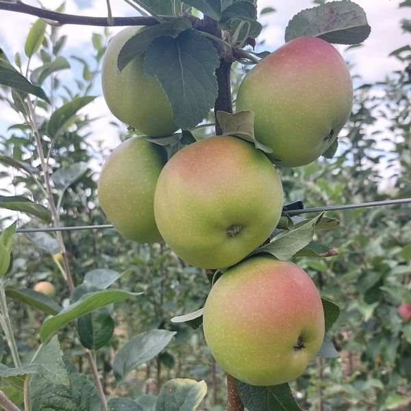 Pommier Winterbanana