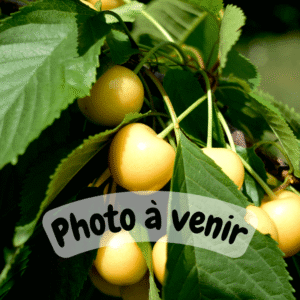 White cherry tree