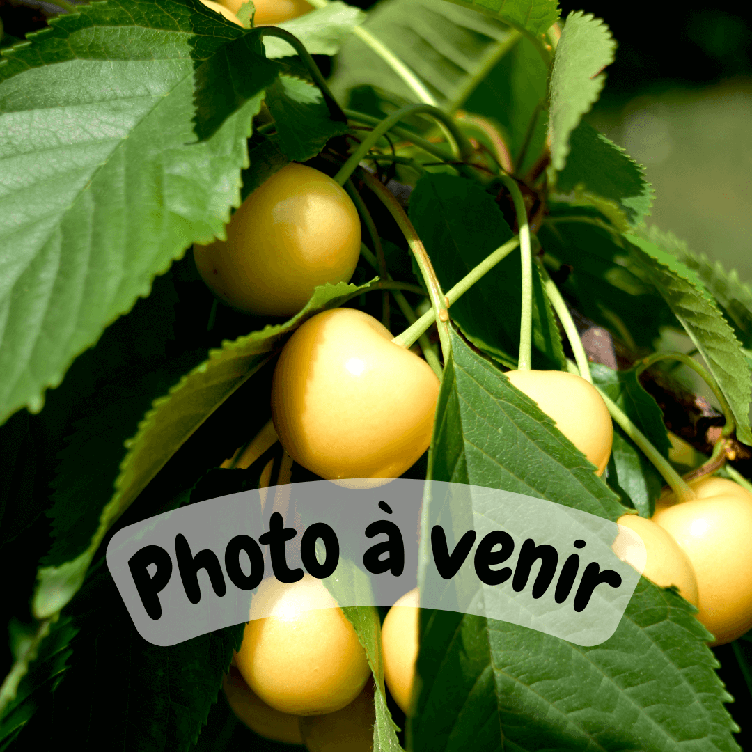White cherry tree