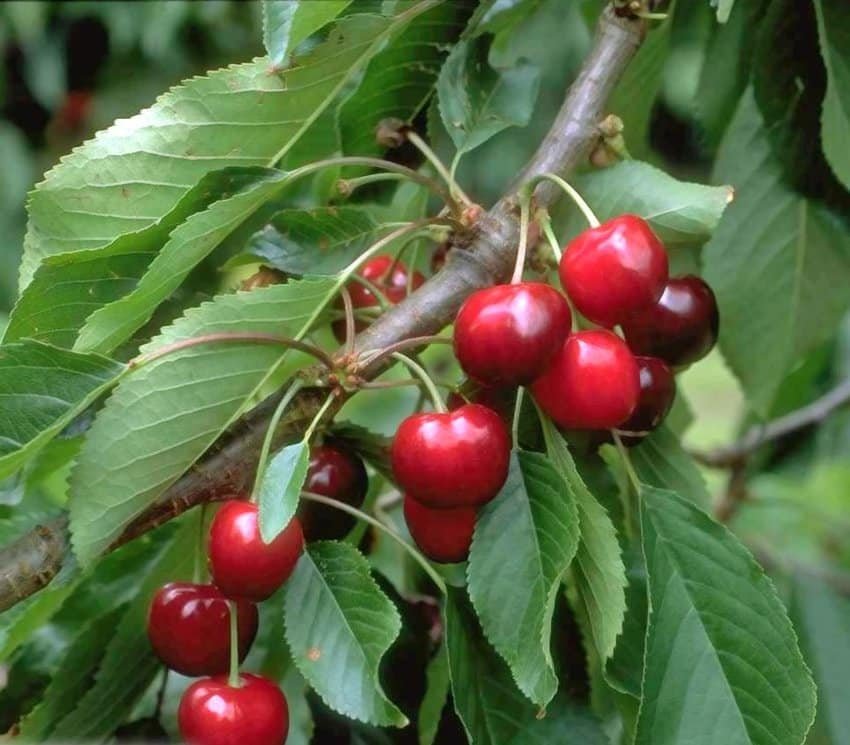 Cerisier Burlat