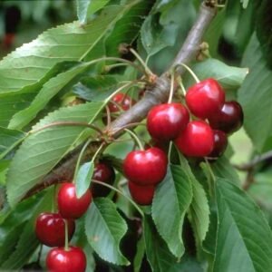 Burlat cherry tree