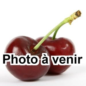 Cerisier Photo à venir