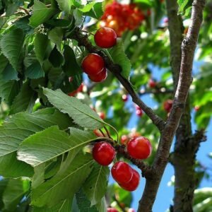 Cerisier Sylvia - La Pépinière TerraTerre