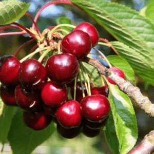 Cérisier Van - La Pépinière Terra'Terre Cerise cerisiers
