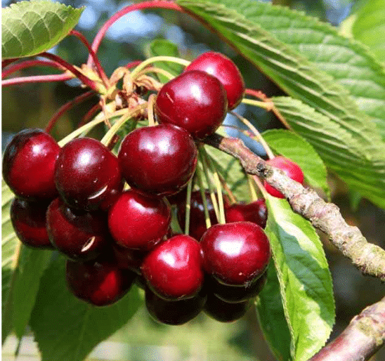 Cรฉrisier Van - La Pรฉpiniรจre Terra'Terre Cerise cerisiers