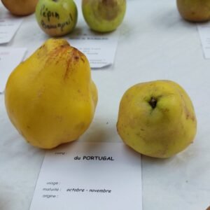 Portugal quince tree - AB