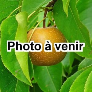 Nashi pear tree
