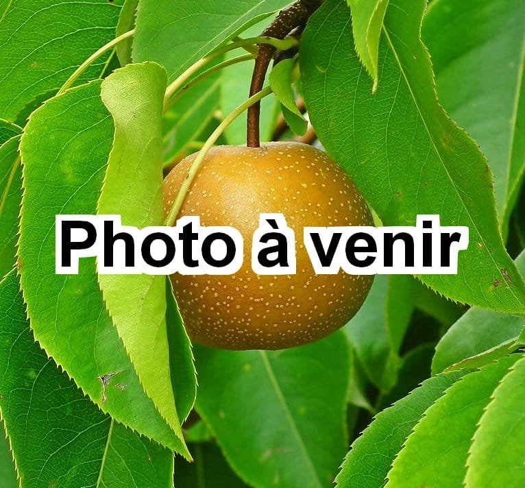 Nashi pear tree
