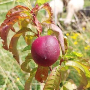 Pêcher Morton - La Pépinière TerraTerre