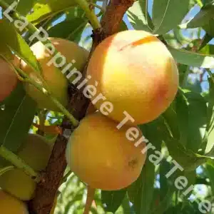 Pêche de vigne chaire jaune peach tree - Terra'Terre