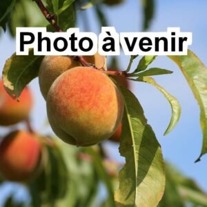 Pêcher Photo à venir