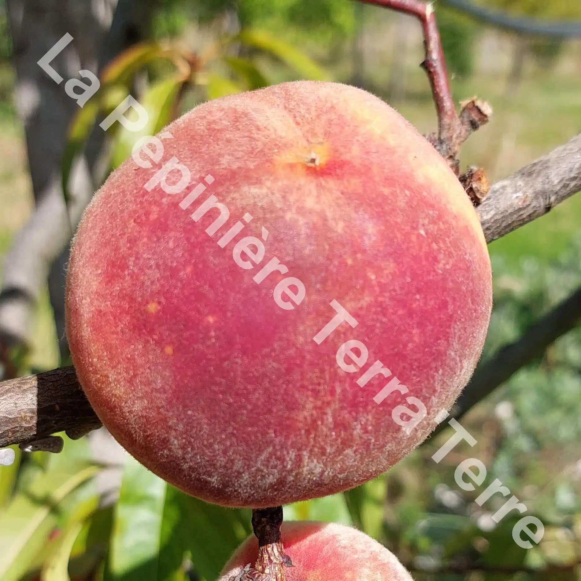 Pêcher Roussane Royale - La Pépinière TerraTerre