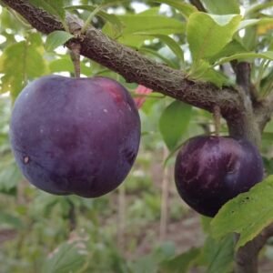 Pluot La Pépinière Terra'Terre