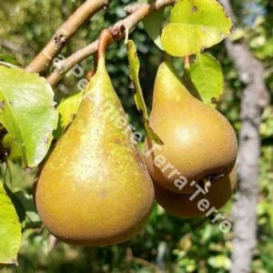 Conference pear tree - AB