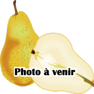Pear tree
