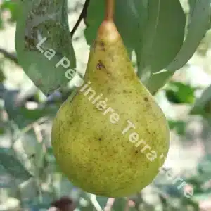 Beurré Giffard pear tree - Terra'Terre