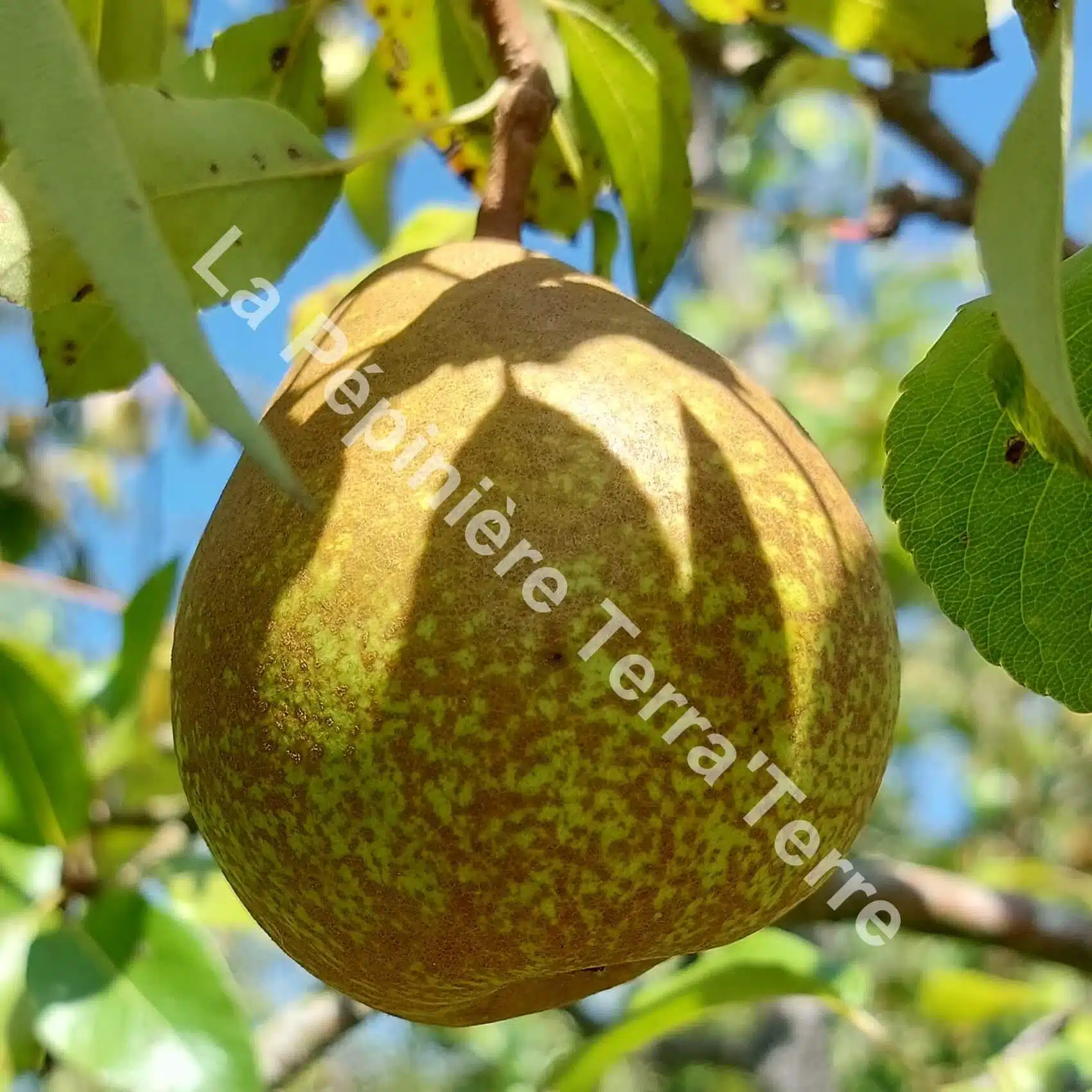 Poirier Beurrรฉ Superfin - La Pรฉpiniรจre TerraTerre