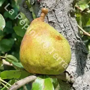 Doyenné Comice pear tree - Terra'Terre