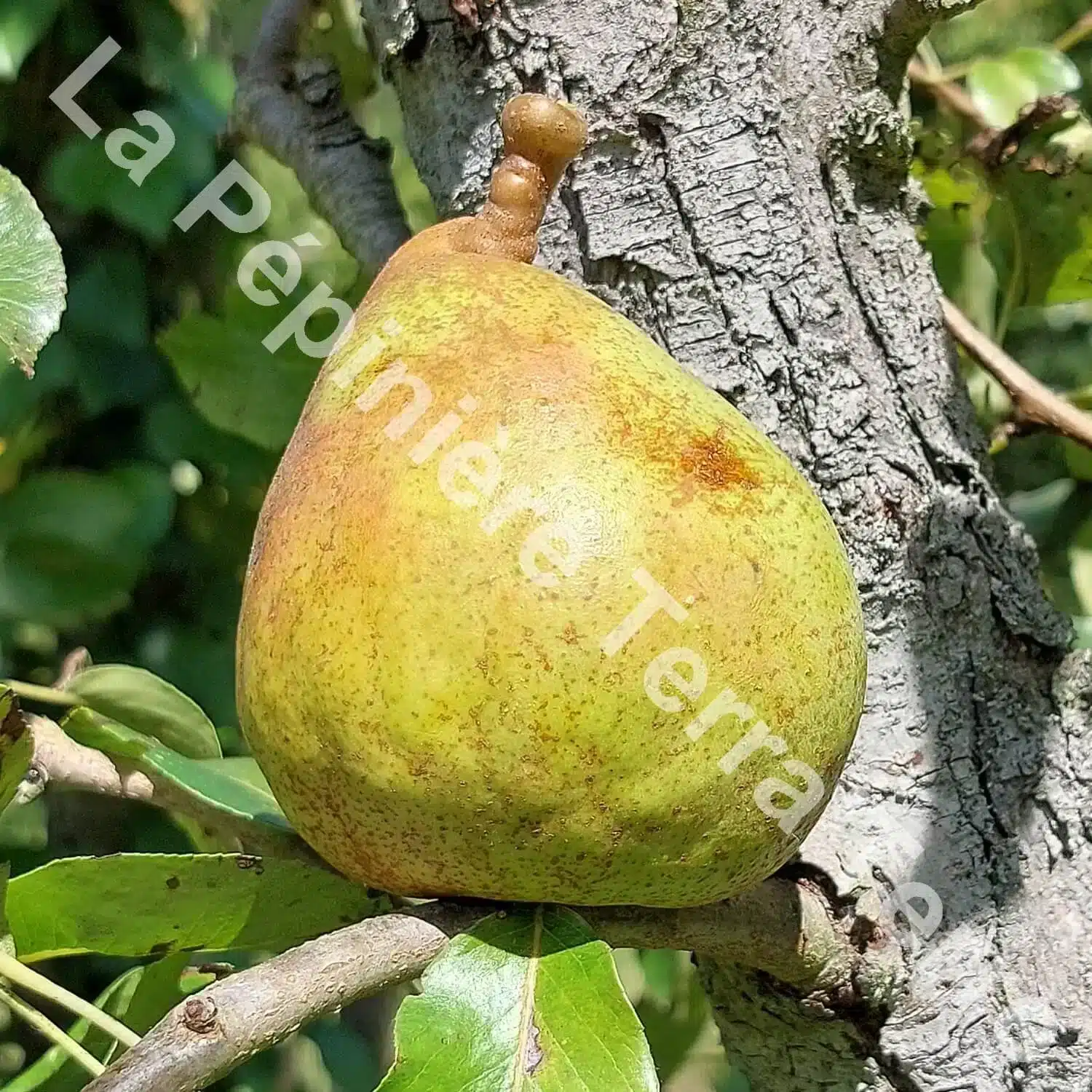 Doyenné Comice pear tree - Terra'Terre