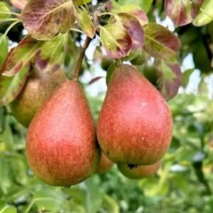 Louise Bonne d'Avranches pear tree - Terra'Terre