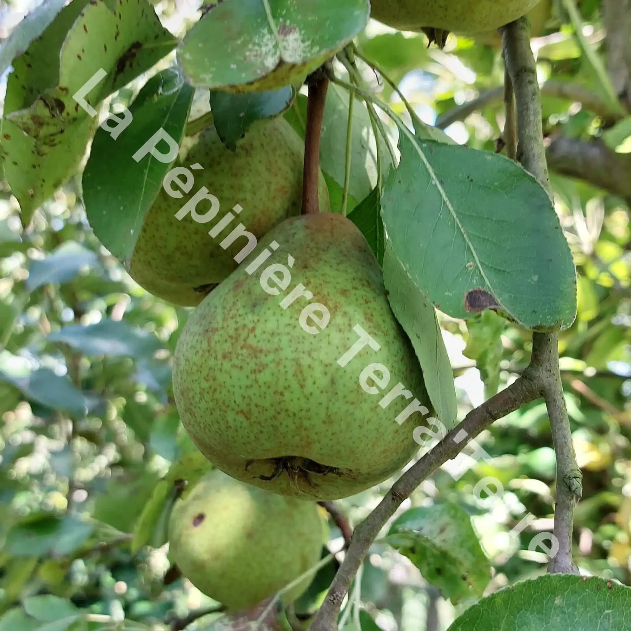 Poirier Soldat Laboureur - La Pรฉpiniรจre TerraTerre