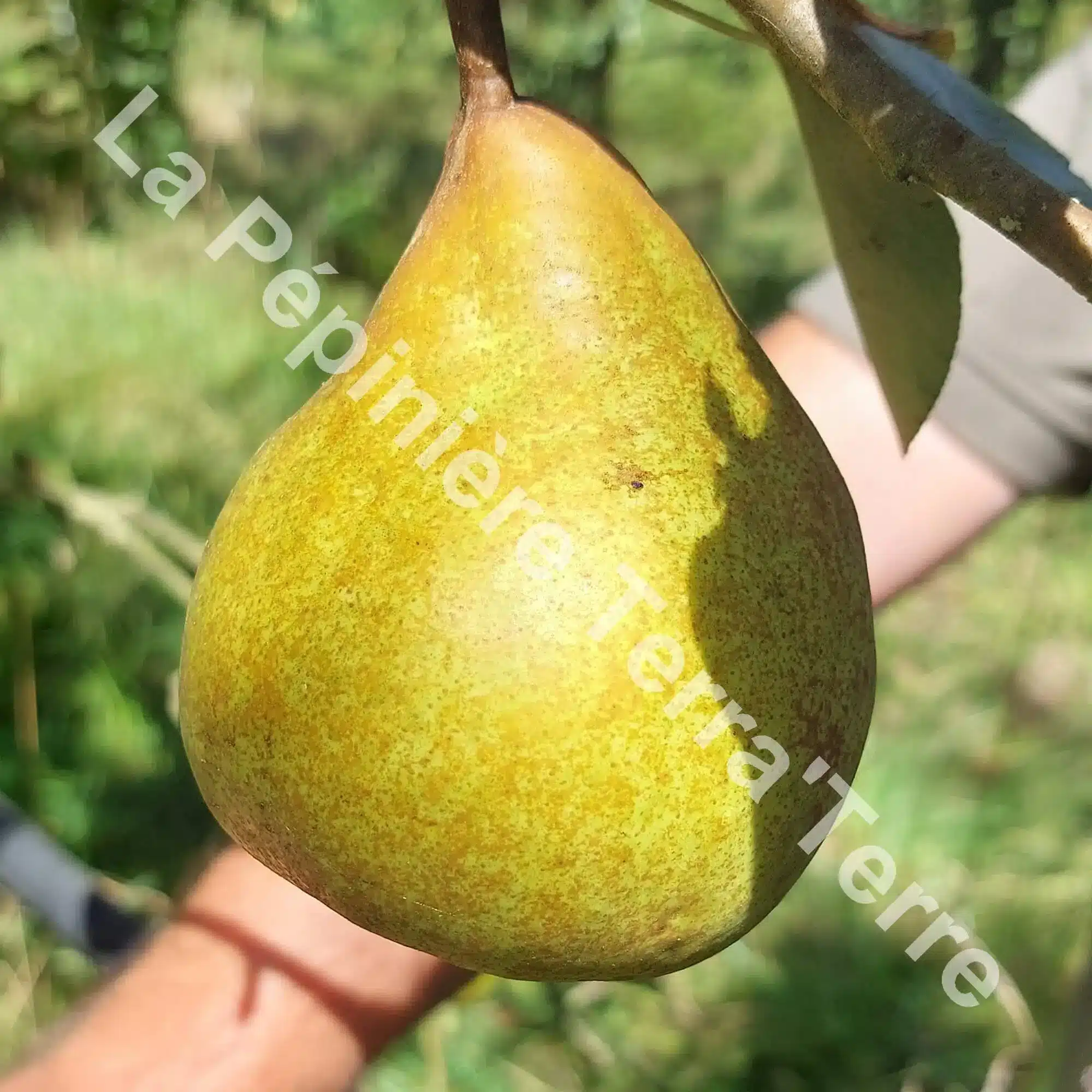 Poirier-Williams-Jaune-La-Pรฉpiniรจre-TerraTerre