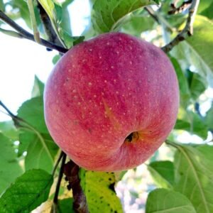 Pomme arbre fruitier variété ancienne Aquitaine