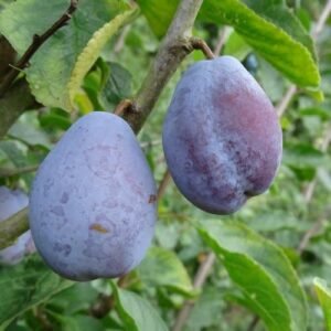 Prunier Belle de Louvain