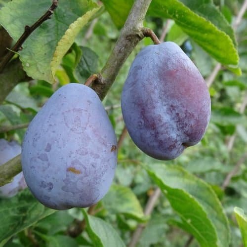 Prunier Belle de Louvain