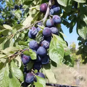 Datil plum tree - Terra'Terre