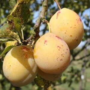 Goutte d'Or plum tree