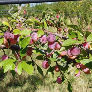 Mirabelle de Nancy plum tree - Terra'Terre