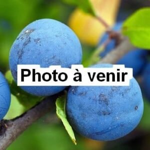 Plum tree