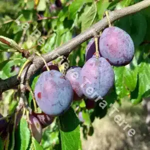 Plum-Prune d'Ente-D_Agen-La-Pépinière-TerraTerre Plum trees Agen prunes
