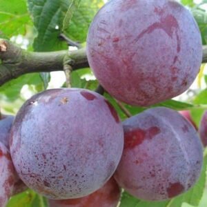 Prunier Reine Claude D'Althan - Conducta