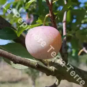 Reine-Claude dorée plum tree - Terra'Terre