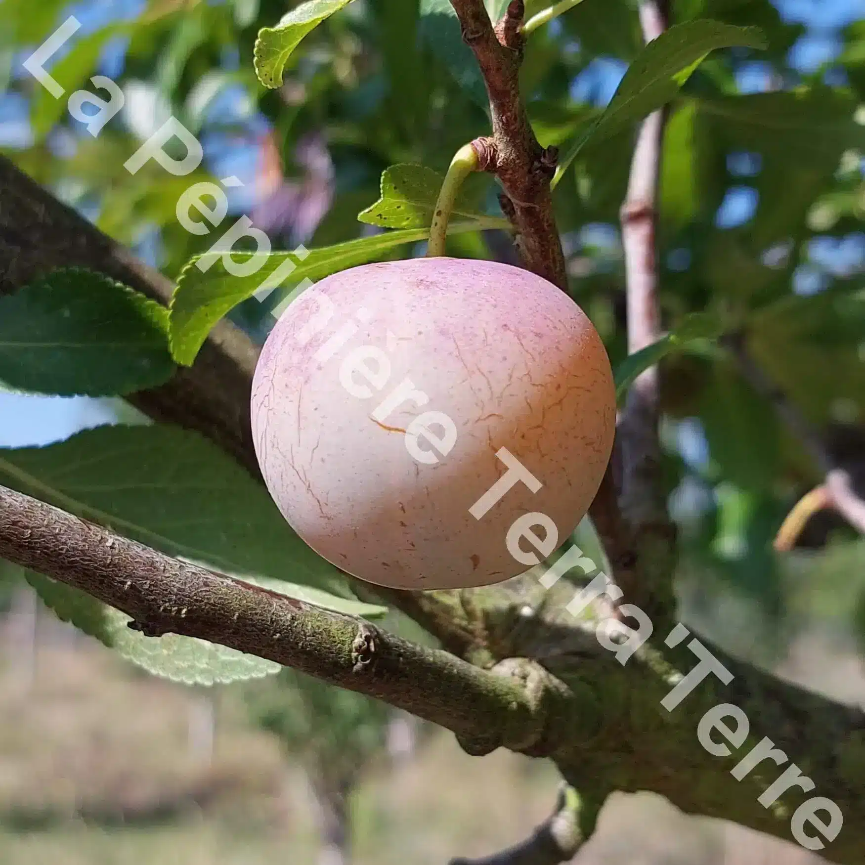 Reine-Claude dorée plum tree - Terra'Terre