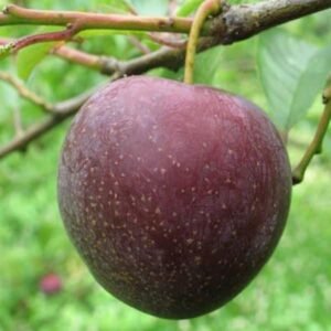 Sanguine de Wismes plum tree